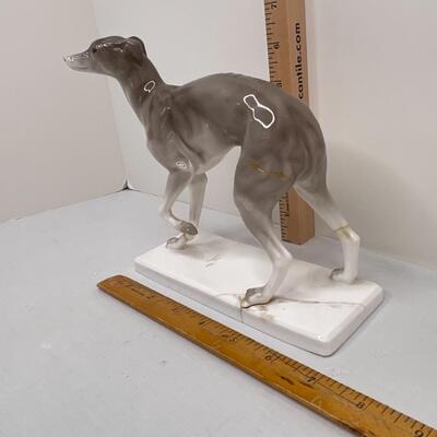 Delicate Greyhound