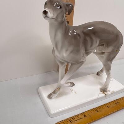 Delicate Greyhound