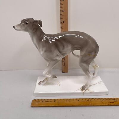 Delicate Greyhound