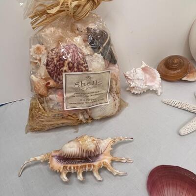 Shells Galore!!
