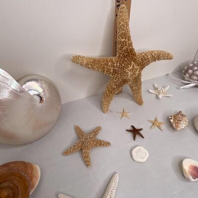 Shells Galore!!
