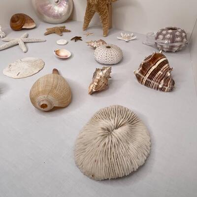 Shells Galore!!