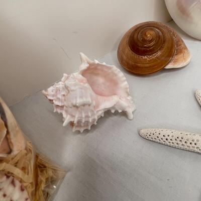 Shells Galore!!