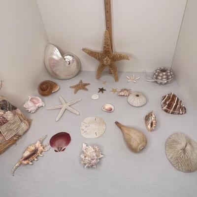 Shells Galore!!