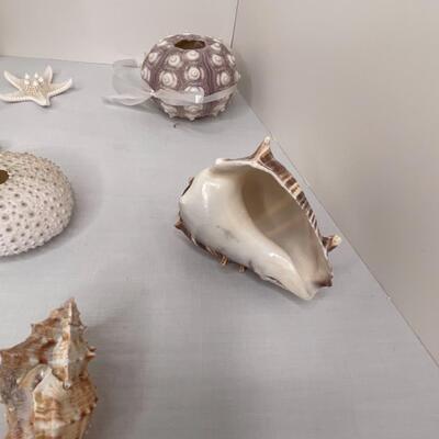 Shells Galore!!
