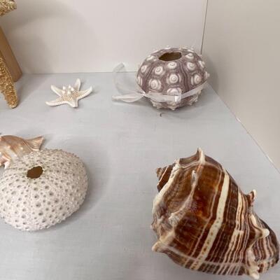 Shells Galore!!
