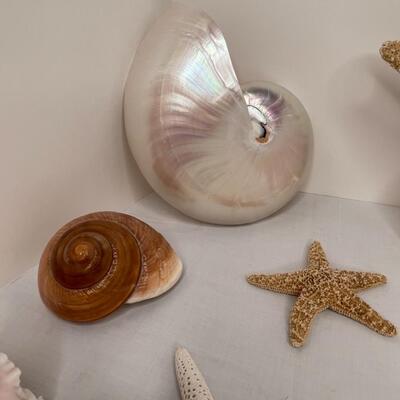 Shells Galore!!
