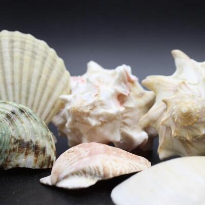 Lot of Medium Seashells, Sand Dollar, Clamshells & More Beach Home Decor