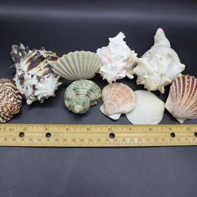 Lot of Medium Seashells, Sand Dollar, Clamshells & More Beach Home Decor
