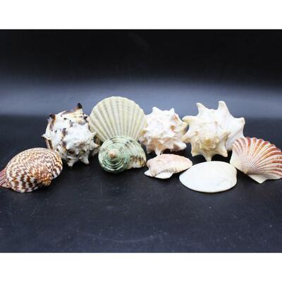 Lot of Medium Seashells, Sand Dollar, Clamshells & More Beach Home Decor