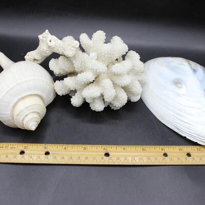 Lot of Large Seashell, Coral, Murex Shell Beach Home Decor