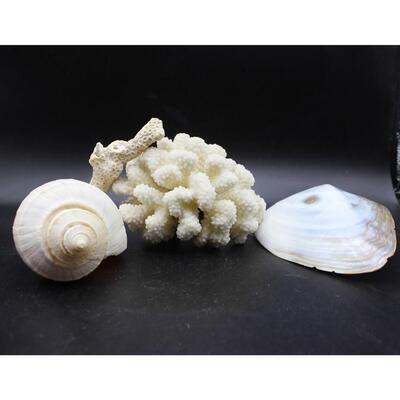 Lot of Large Seashell, Coral, Murex Shell Beach Home Decor