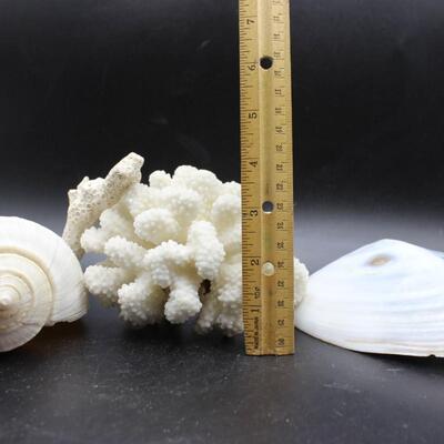 Lot of Large Seashell, Coral, Murex Shell Beach Home Decor