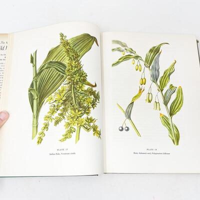 1960 â€œTHE MACMILLAN WILDFLOWER BOOKâ€ HARDBACK - AMAZING ILLUSTRATIONS!