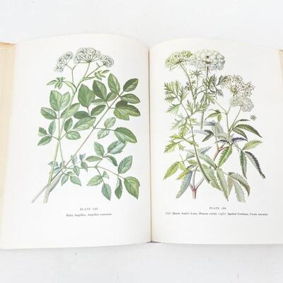 1960 â€œTHE MACMILLAN WILDFLOWER BOOKâ€ HARDBACK - AMAZING ILLUSTRATIONS!