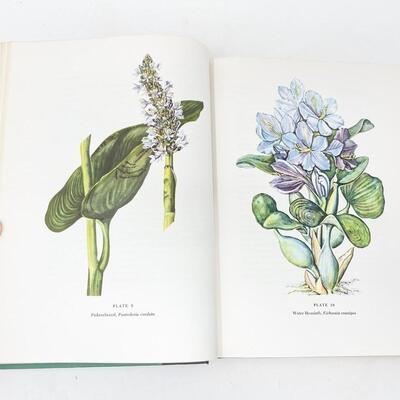 1960 â€œTHE MACMILLAN WILDFLOWER BOOKâ€ HARDBACK - AMAZING ILLUSTRATIONS!