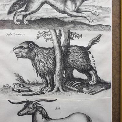 Vintage Vertical Framed Print of Animals from Historia Naturalis by John Johnston and MatthÃ¤us Merian the Younger