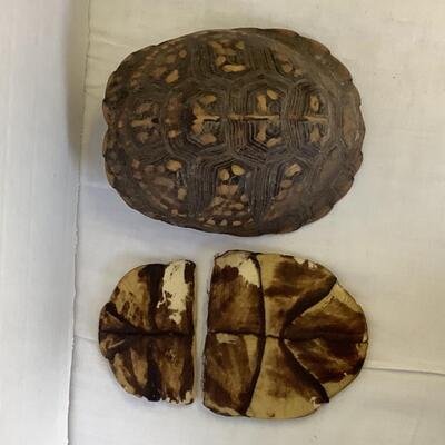 A - 337  Lot of Tortoise Shells and Turtle Decor
