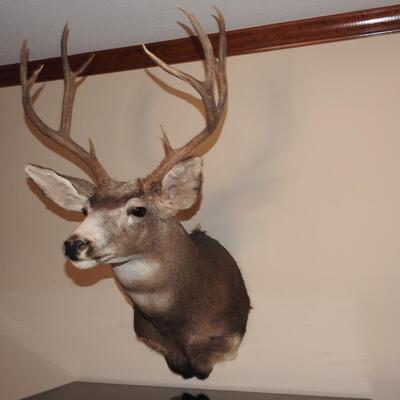 Beautiful New Mexico Mule Deer Trophy Mount