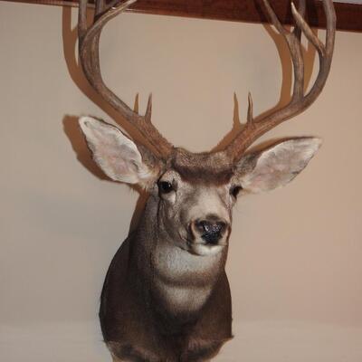 Beautiful New Mexico Mule Deer Trophy Mount