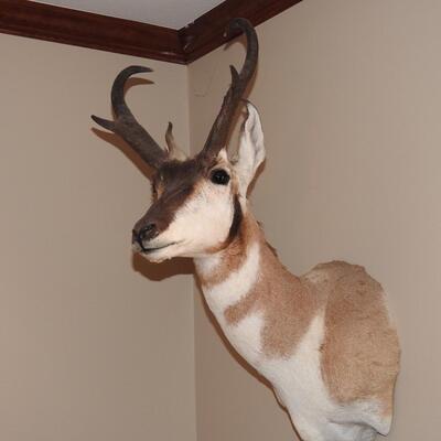 Trophy Pronghorn Antelope Mounted Head