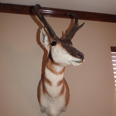 Trophy Pronghorn Antelope Mounted Head