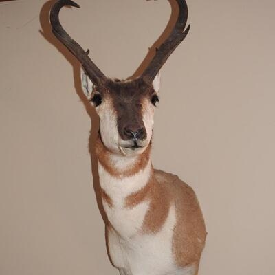 Trophy Pronghorn Antelope Mounted Head