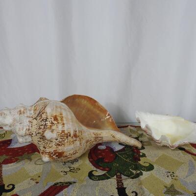 Shells