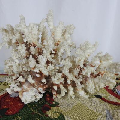 White Coral