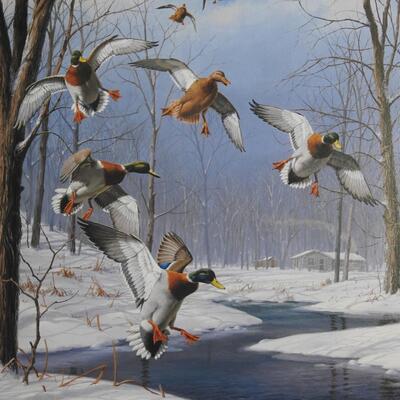 Winter Wonder Mallards