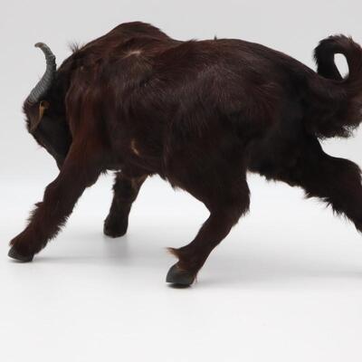 Water Buffalo Figure With Real Fur
