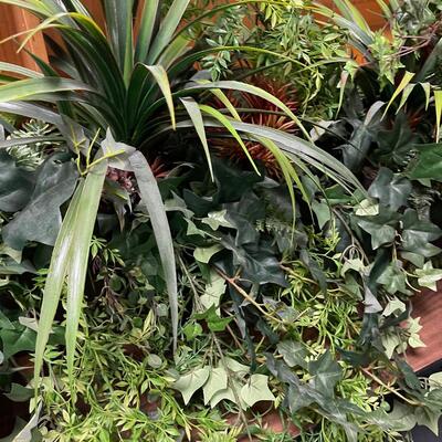 SILK Plants / Greenery  