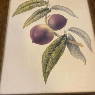 Framed Fruit Prints (3) 