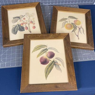 Framed Fruit Prints (3) 