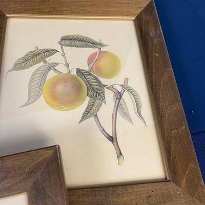 Framed Fruit Prints (3) 