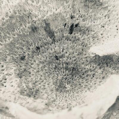 AA   WHITE CORAL SCULPTURE MOUNTED BLOCK BASE