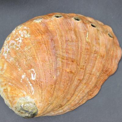 Large Abalone Shell