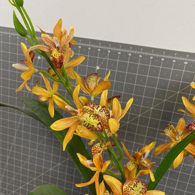 Silk Orchid Plant 