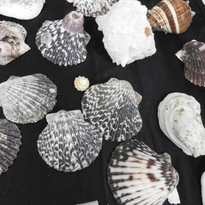 Lot of 42 Sea Shells, Pink, Black, Gray