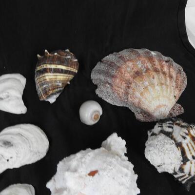 Lot of 42 Sea Shells, Pink, Black, Gray