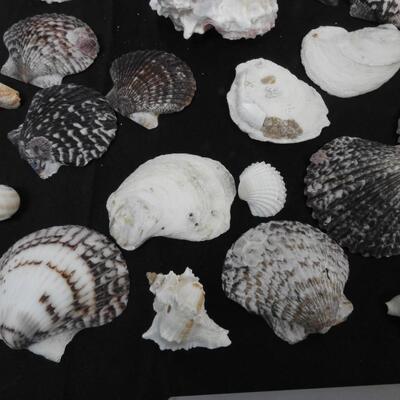 Lot of 42 Sea Shells, Pink, Black, Gray