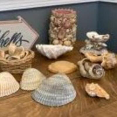 SeaShell Lot
