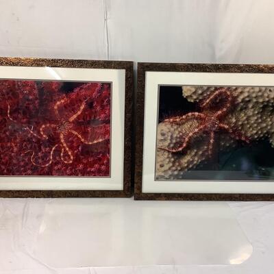 G135 Pair of Framed Sealife Photographs
