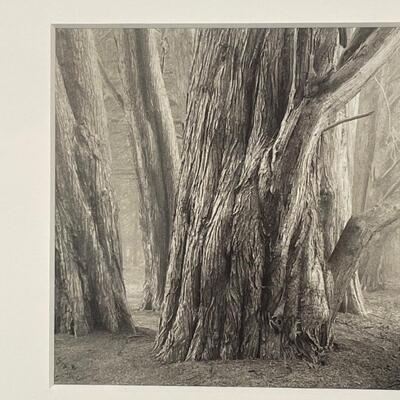 Paul Kozal “ Sea Ranch Cypress Hedgerows” (FO-RG)