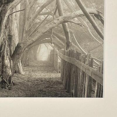 Paul Kozal “ Sea Ranch Cypress Hedgerows” (FO-RG)