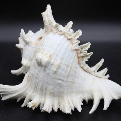 Large Murex Ramose Seashell