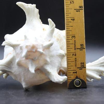 Large Murex Ramose Seashell