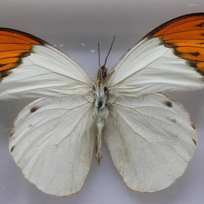 Framed Pinned Delias Belisama Orange Tip Butterfly Specimen Taxidermy