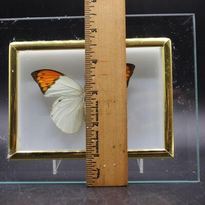 Framed Pinned Delias Belisama Orange Tip Butterfly Specimen Taxidermy