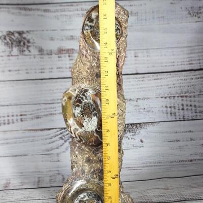 Large Ammonite/Goniatite Fossils in Rock Display Specimen